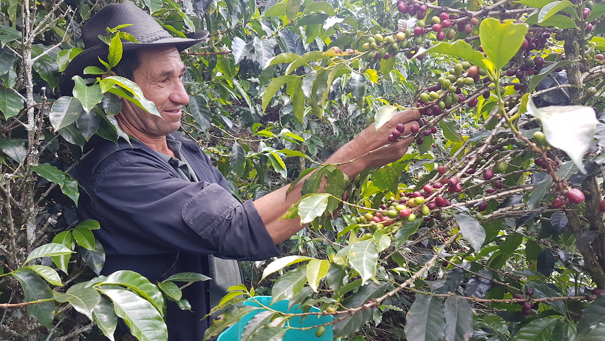 Colombia coffee farmer