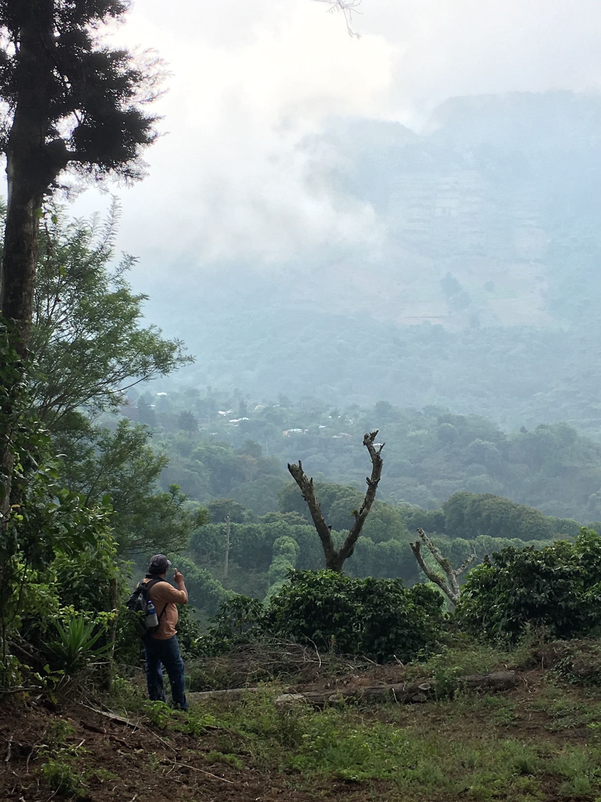 coffee farms