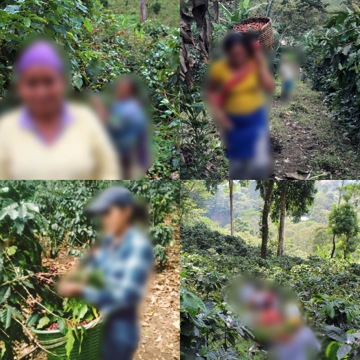 coffee farmers