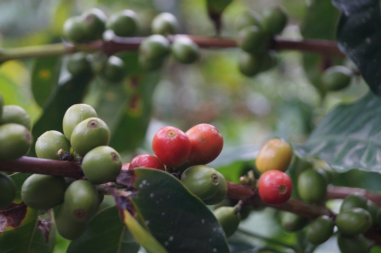 arabica coffee plant