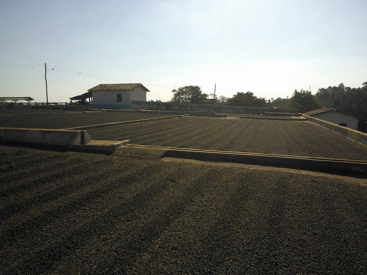 Brazil coffee drying patio