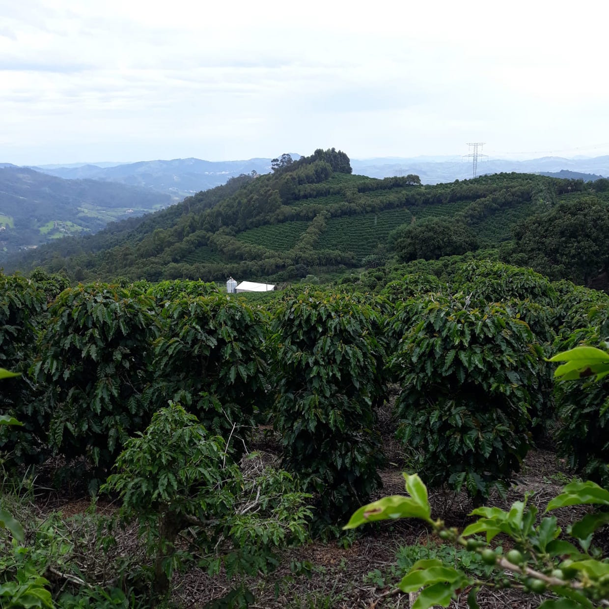 Brazil coffee harvest