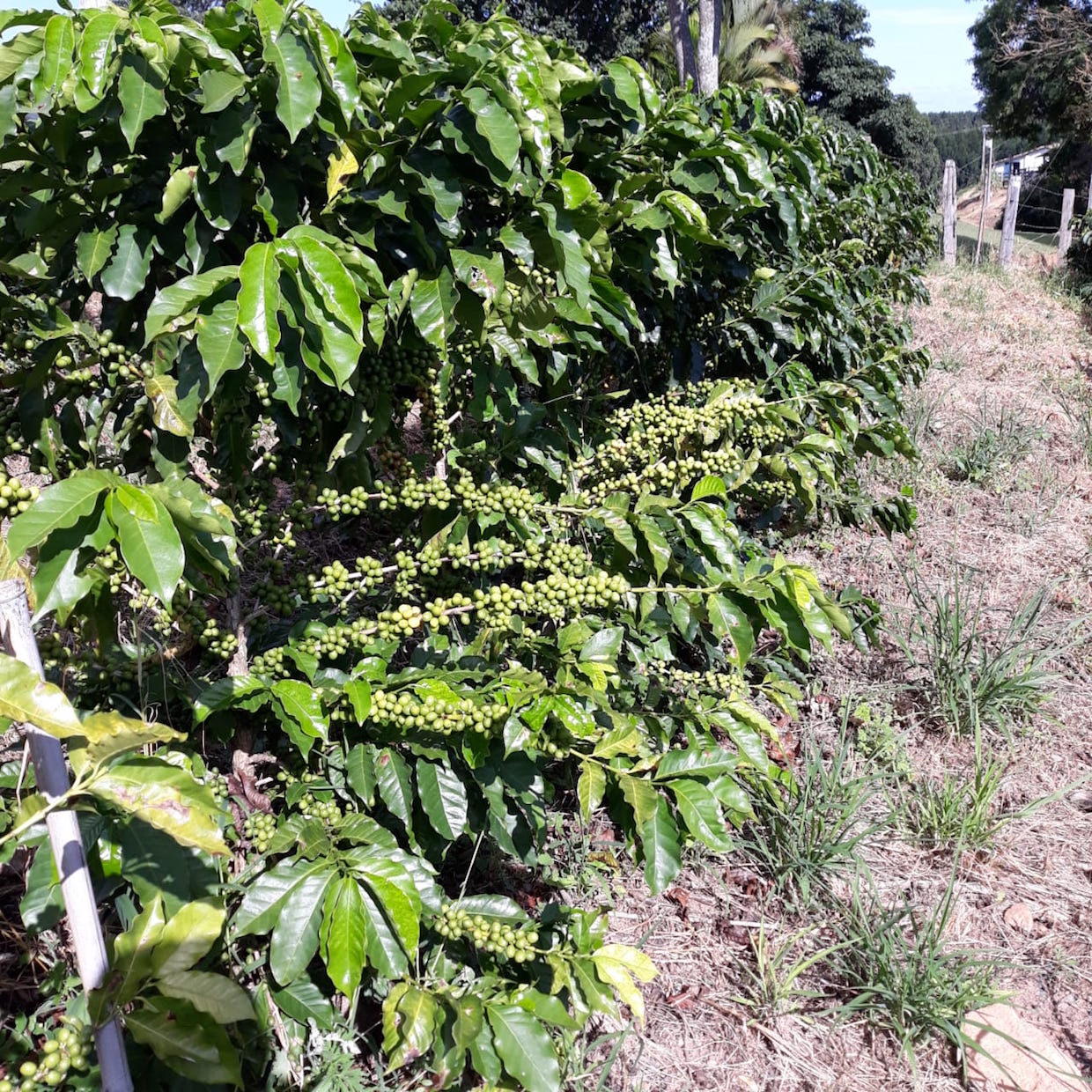 Brazil coffee plants