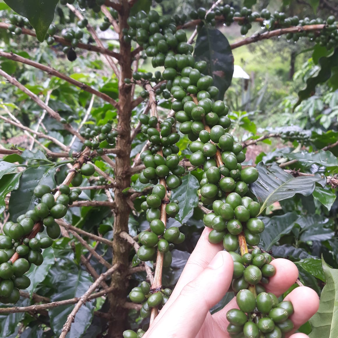 Brazilian coffee green