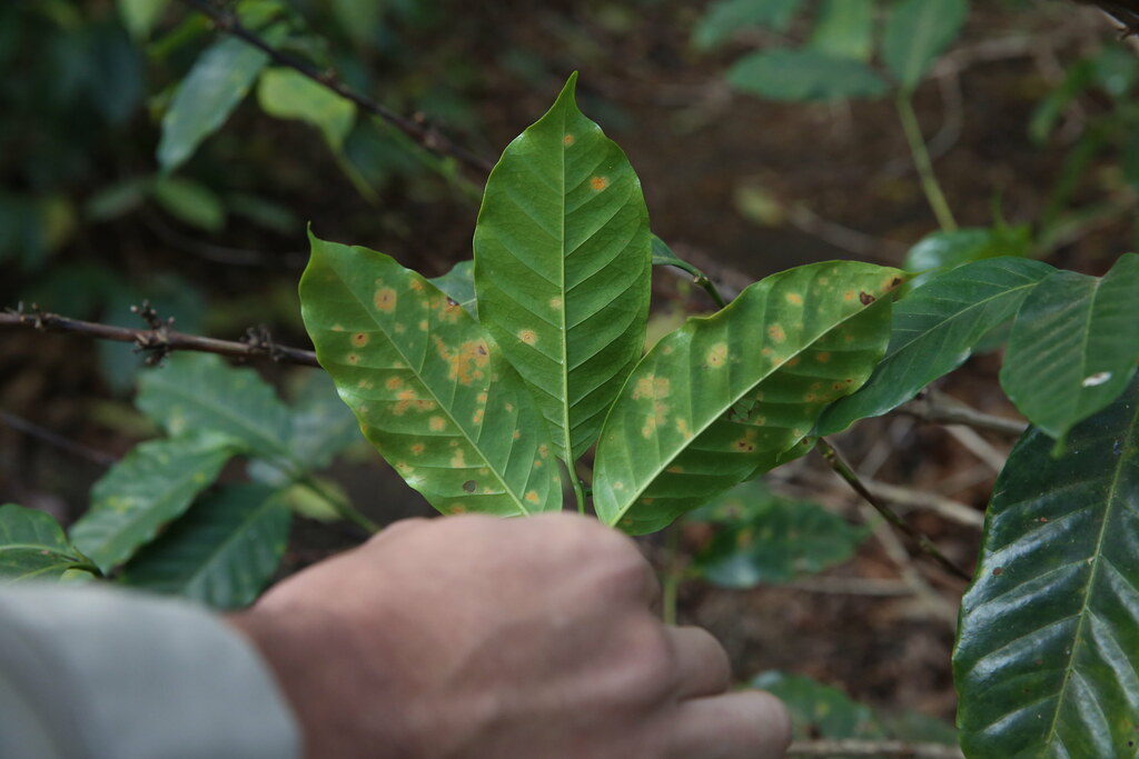 coffee rust disease