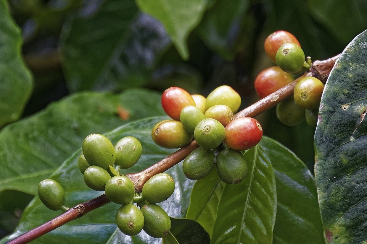 coffee_plant