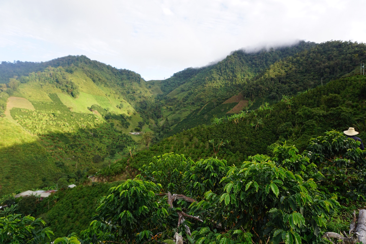 coffee fields el jordan