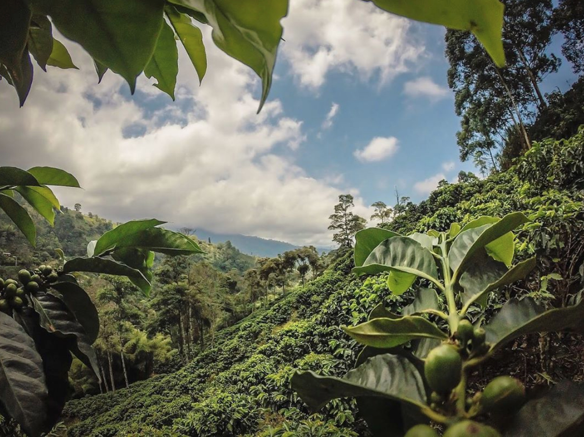 Colombia coffee farm