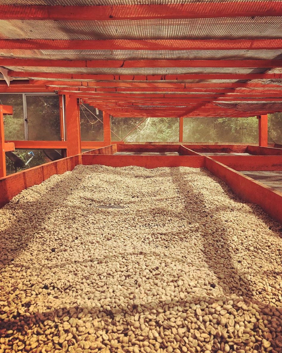 Colombian coffee drying parchment