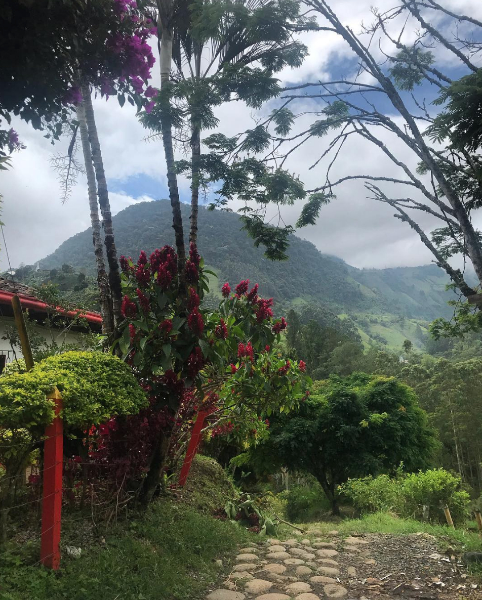 Colombian coffeelands