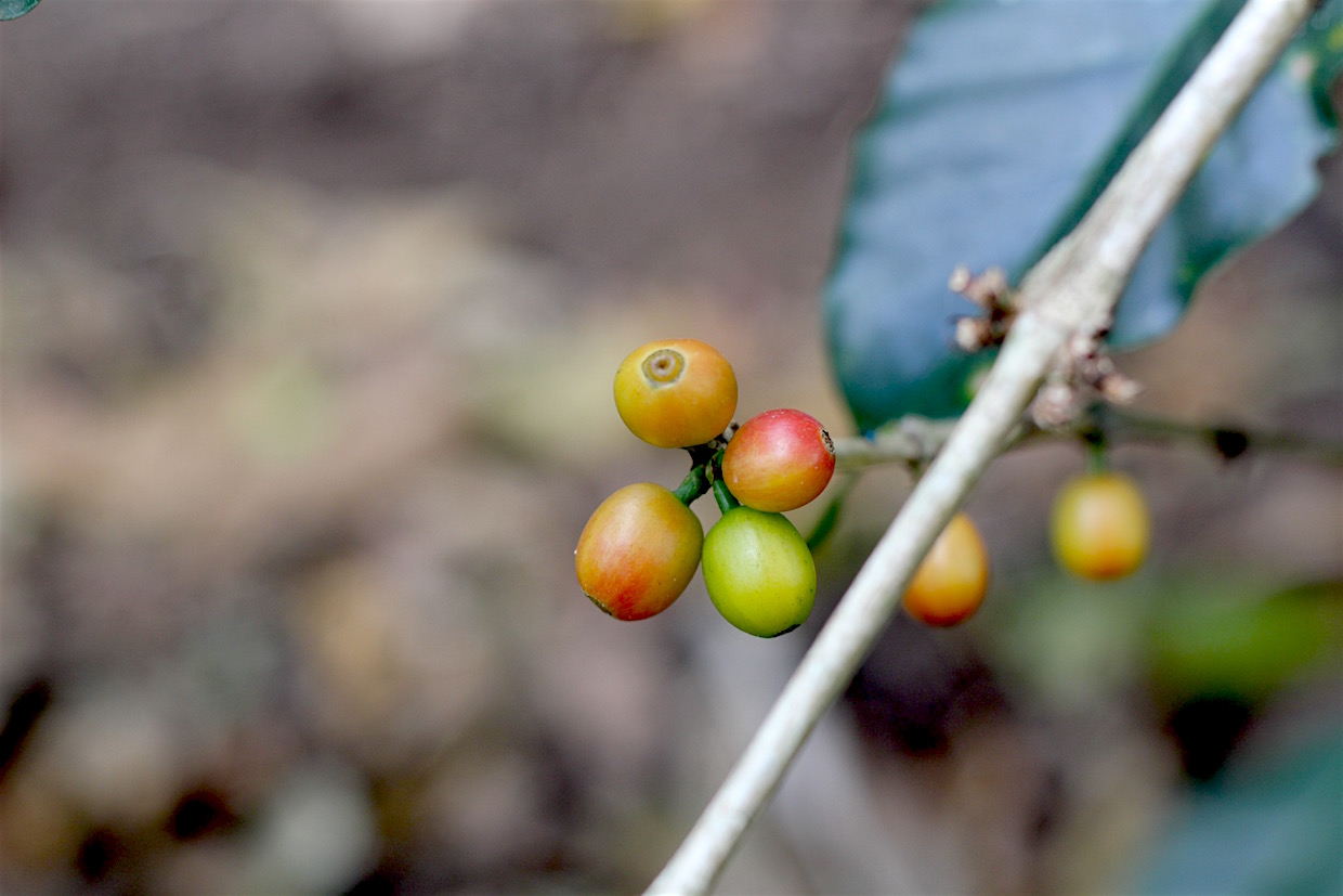 coffee plant fruit