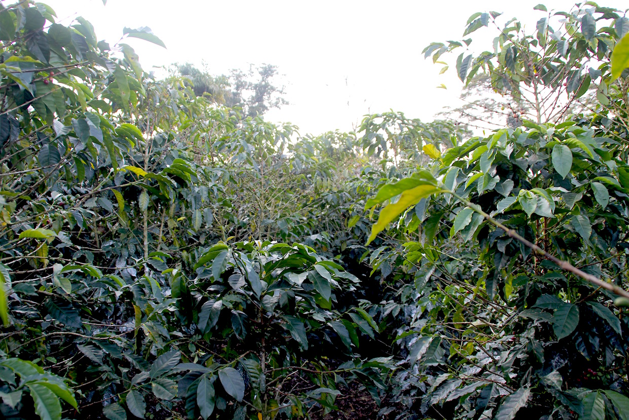 coffee-plants-genetic