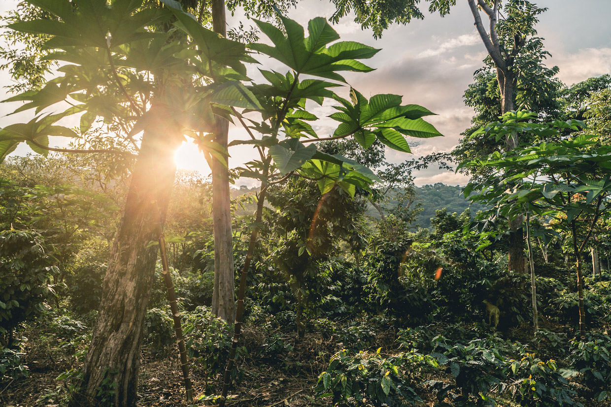 sgc-coffee-farm-el-salvador-web