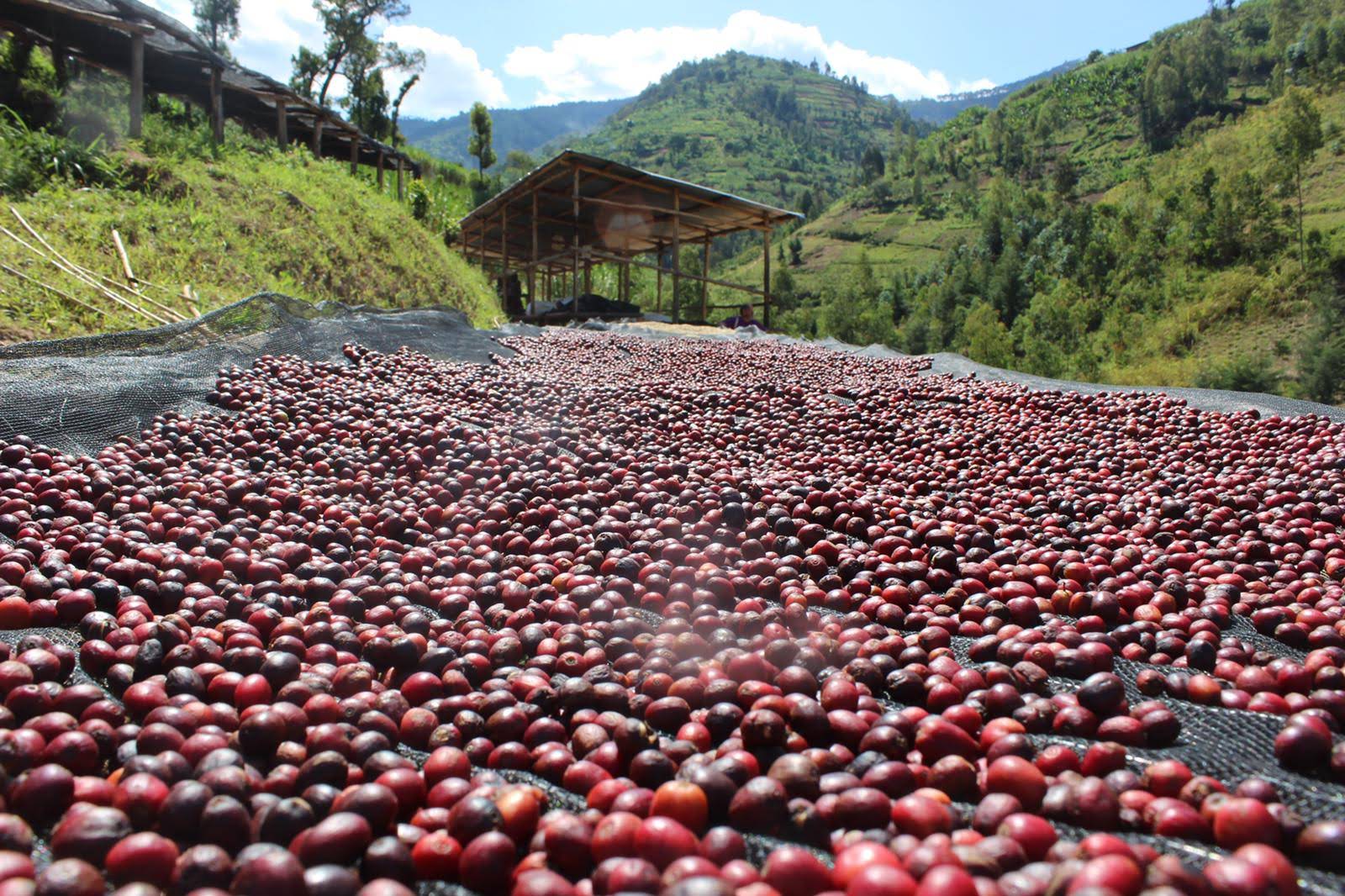 © Raw Material – Natural process coffees drying at Shyira coffee washing station in 2017