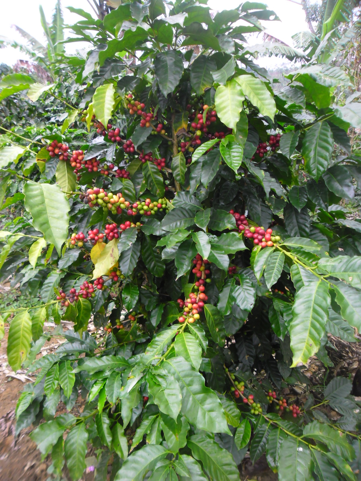 La Odisea coffee farm