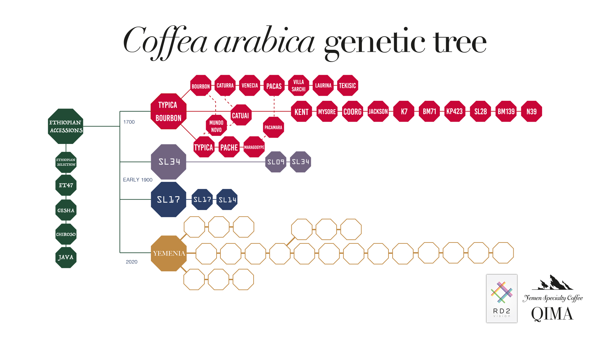 coffea arabica genetic tree copy