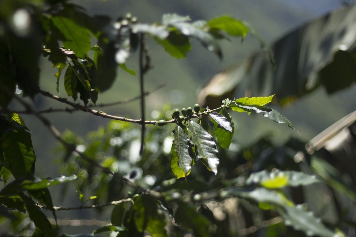 coffee farm