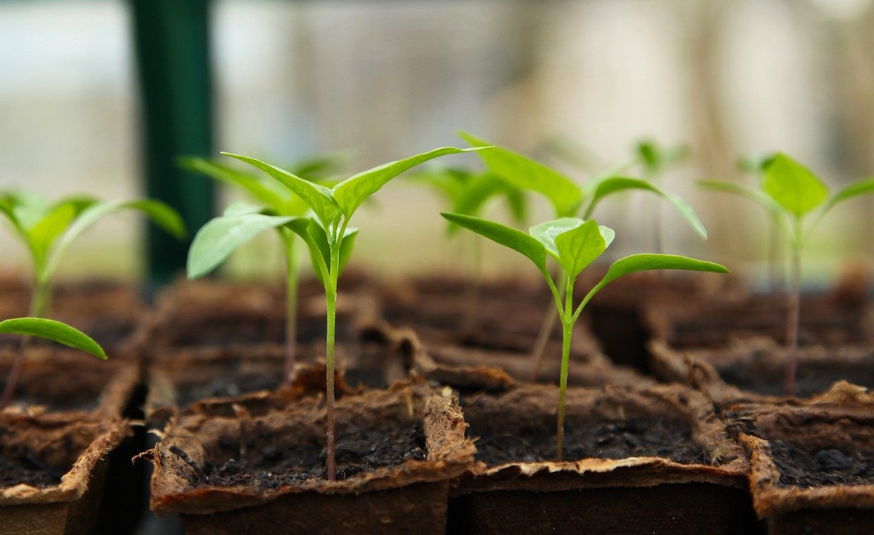 crop seedling