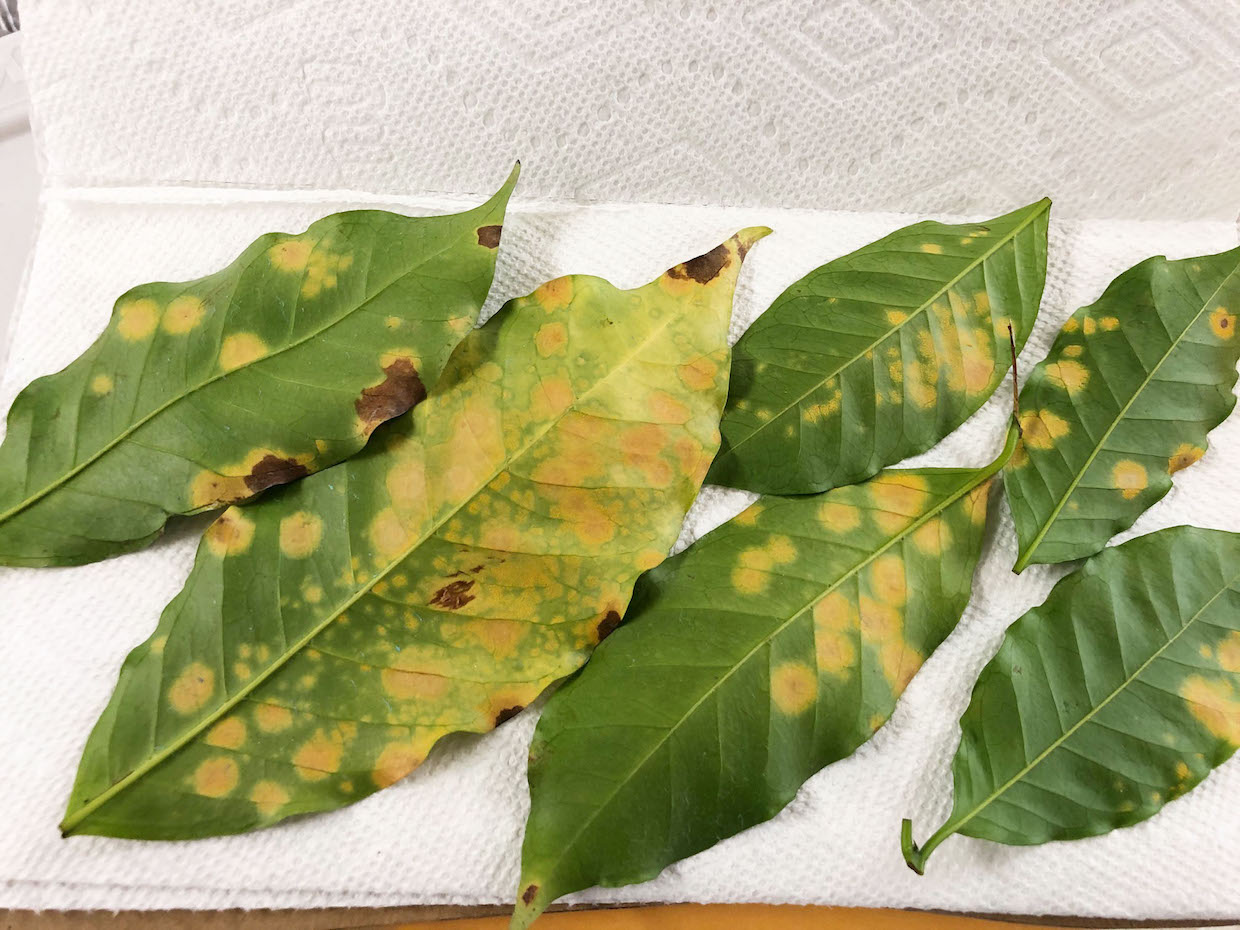 Coffee-leaf-rust-lowerleaf-surface