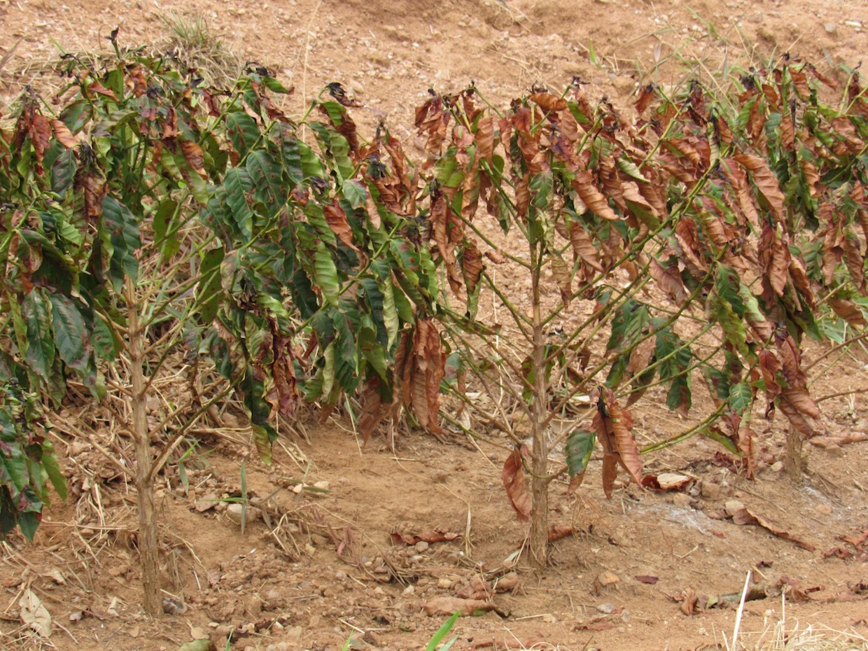 The drought affecting young coffee trees, and lost its 2021 production potential 3, credit-Guy Carvalho
