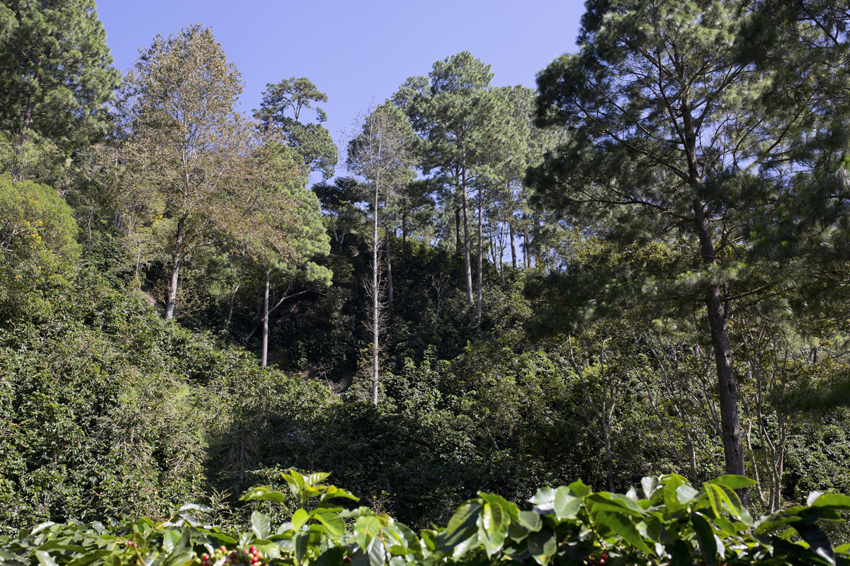 Pacheco family coffee farm Guatemala