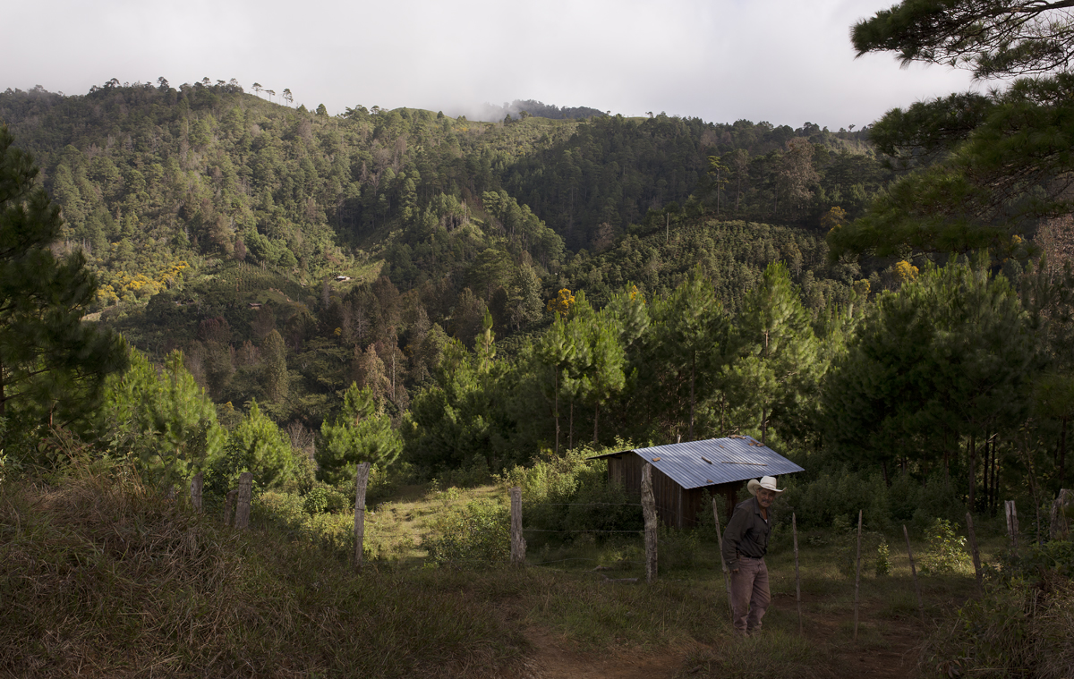 Guatemala coffee farm