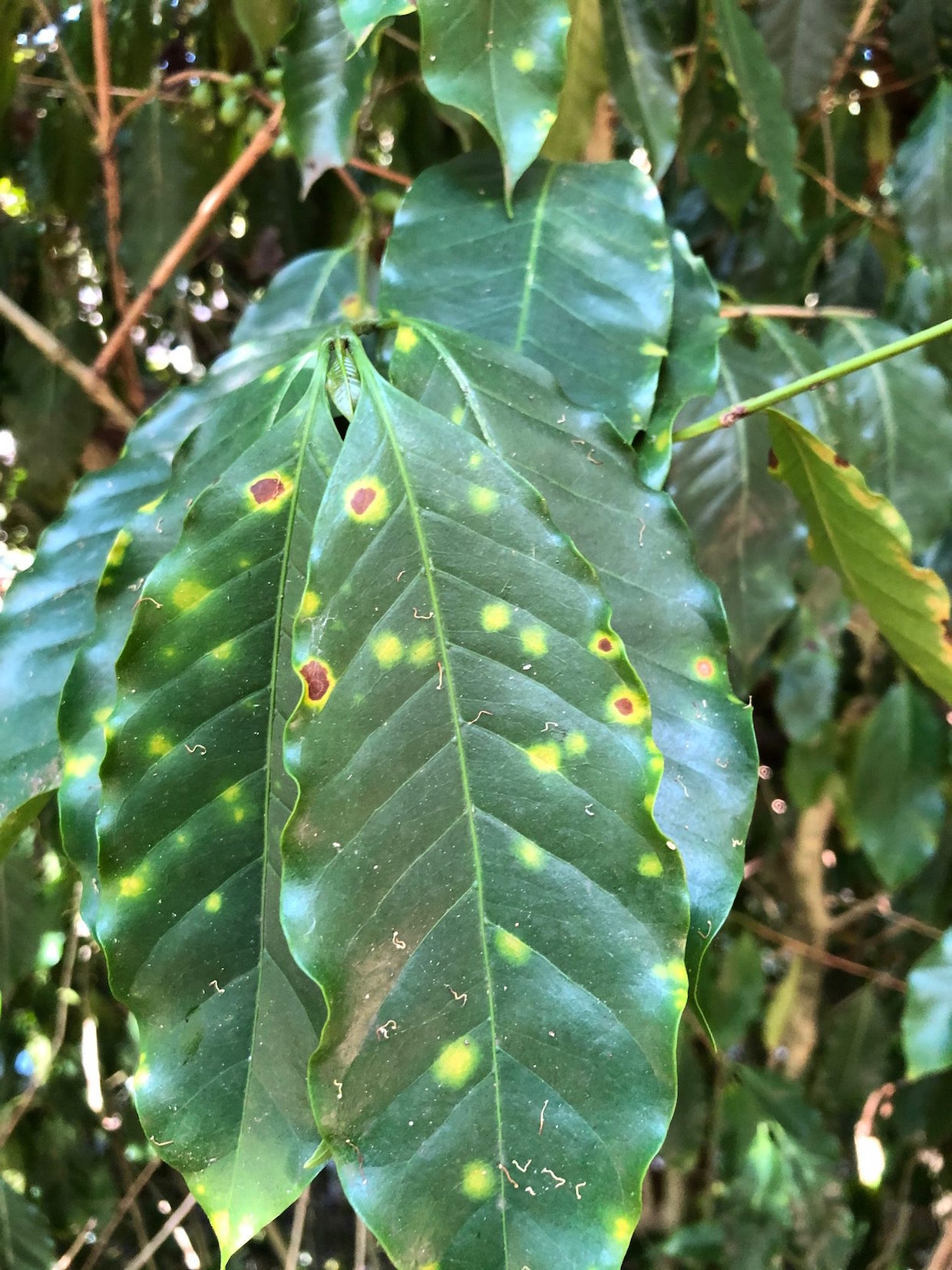 Coffee-leaf-rust-upper-leaf-surface-rotated