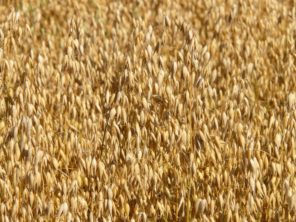 Oat field