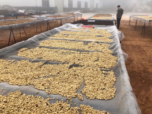 Yunnan coffee drying