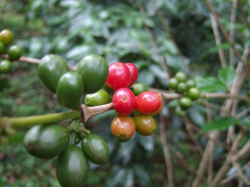 ripe and unripe coffee cherries