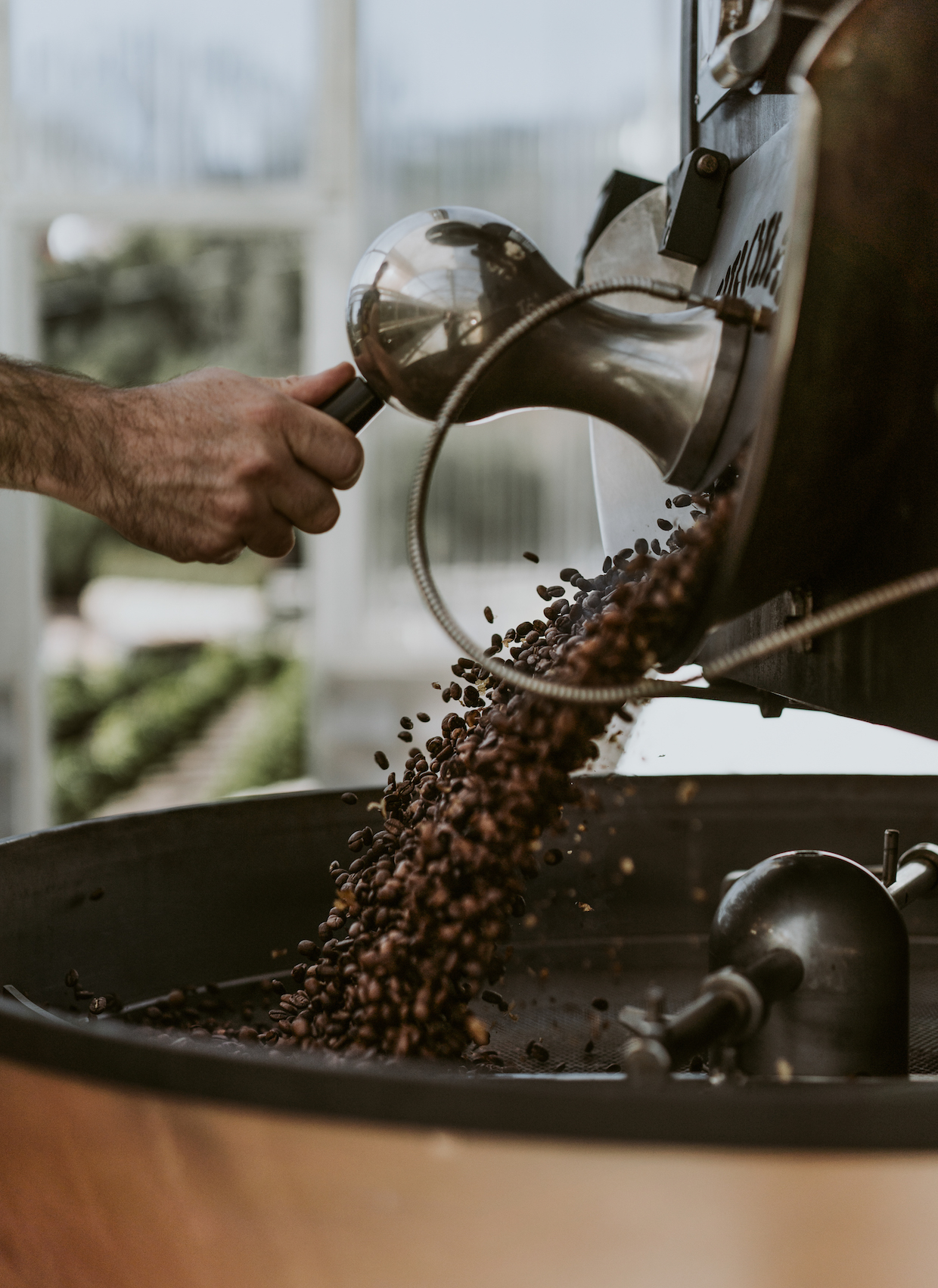 roasted coffee into cooling tray