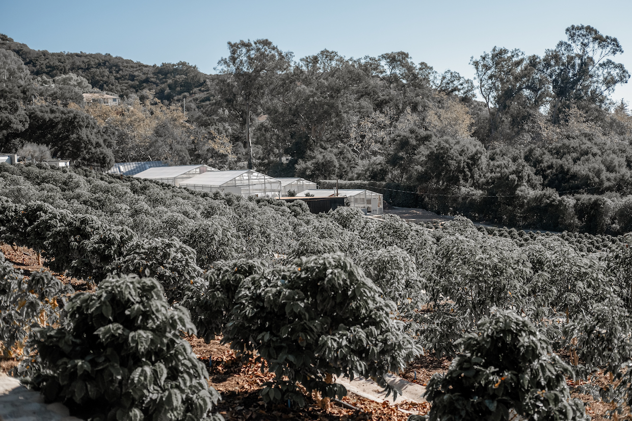 California coffee farm