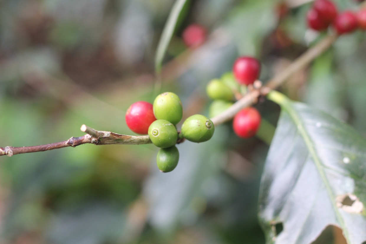 coffee-cherries-ripe-and-unripe