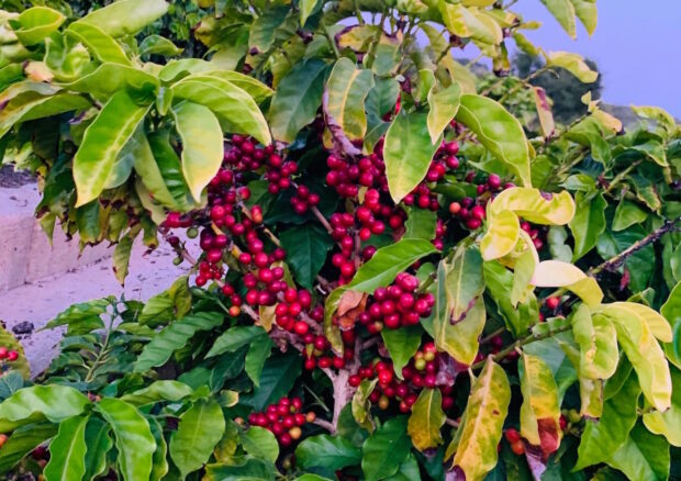 Valley Heart Ranch Coffee