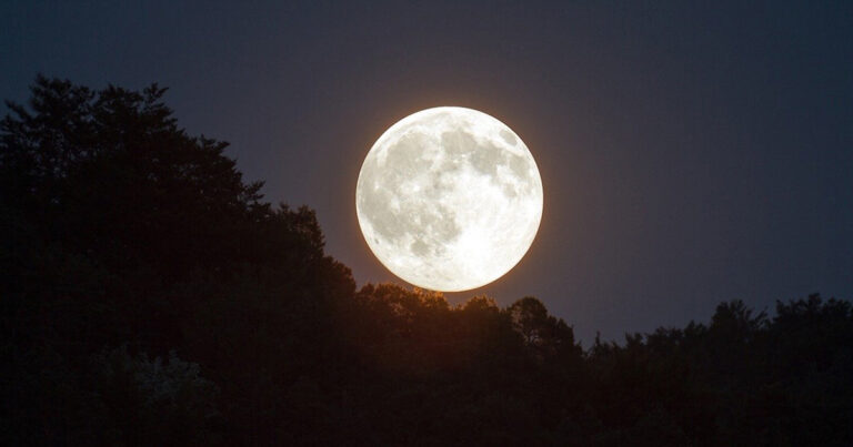 La luz de la luna afecta el ritmo circadiano de las plantasDaily Coffee ...