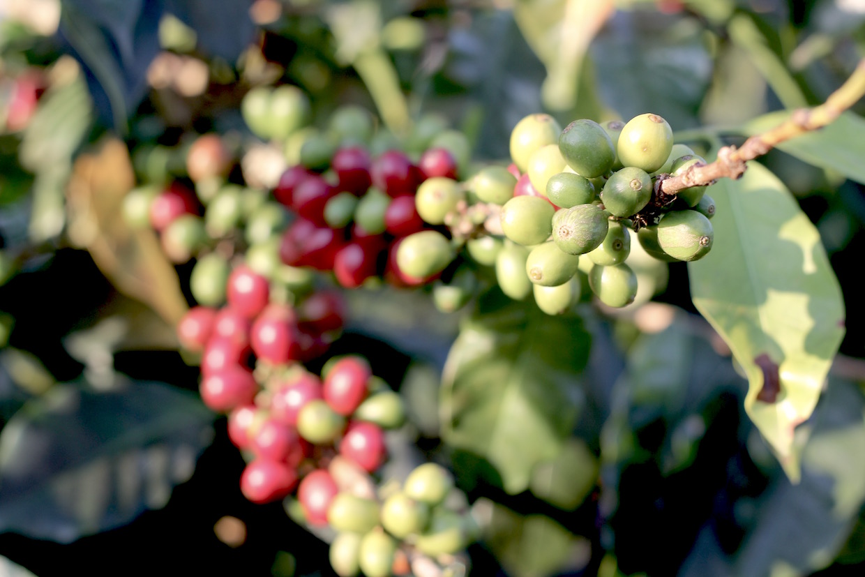 ethiopia coffee farm labor