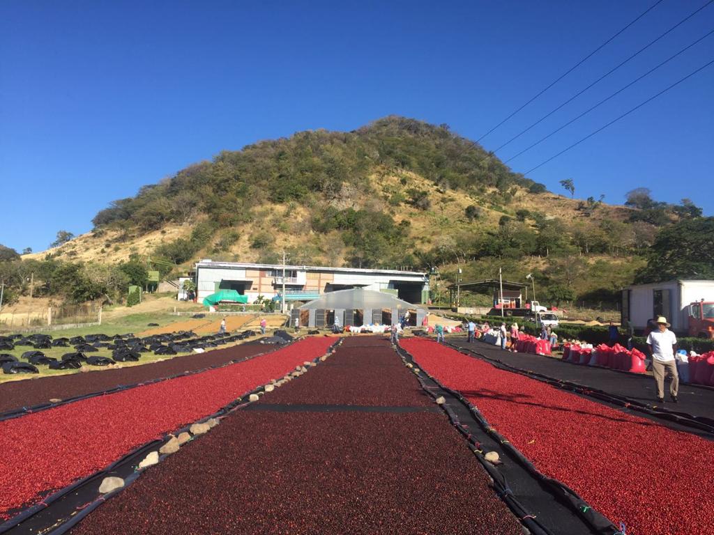 Fincas Mierisch Nicaragua