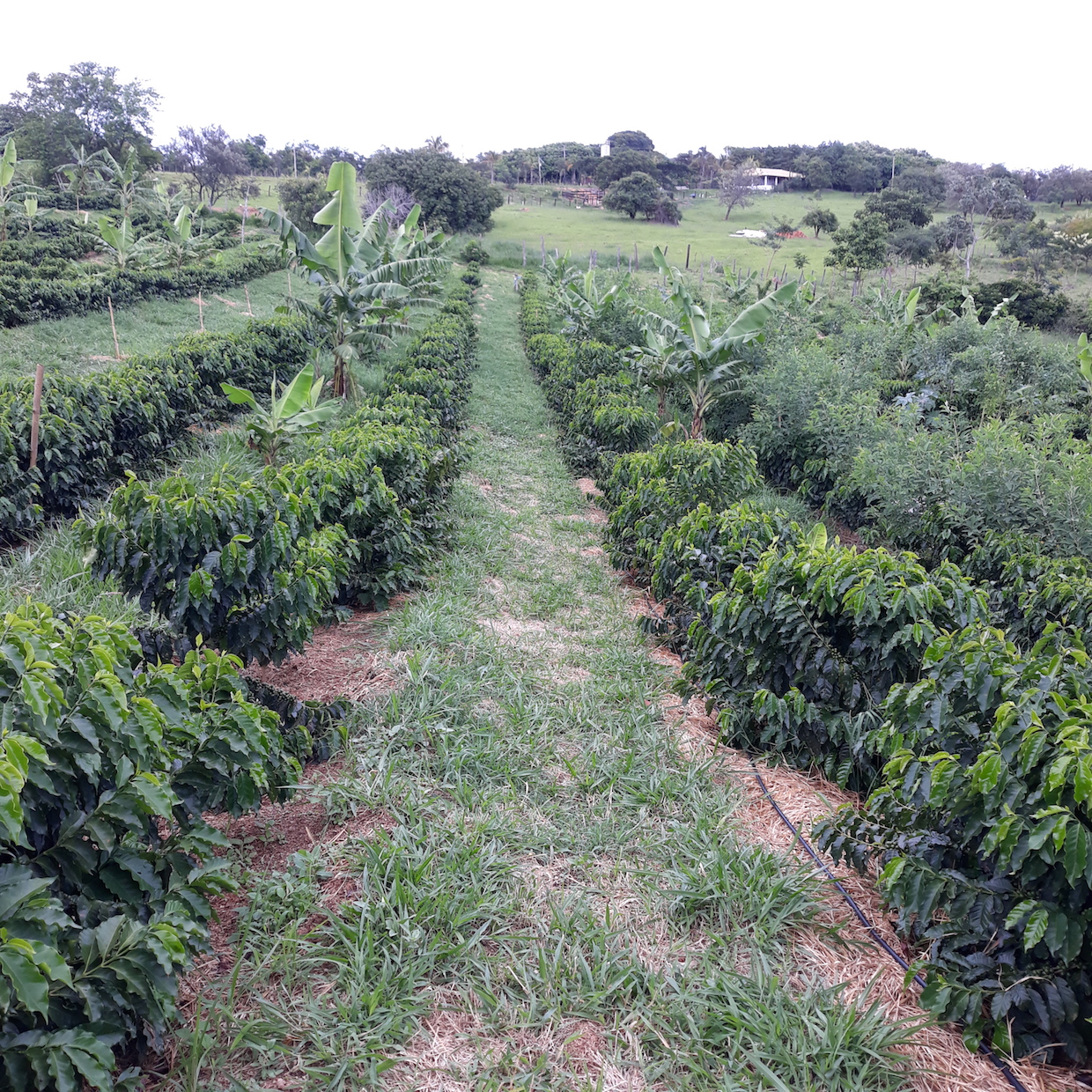 Cultivar café en Florida: una posibilidad en exploraciónDaily Coffee News  by Roast Magazine