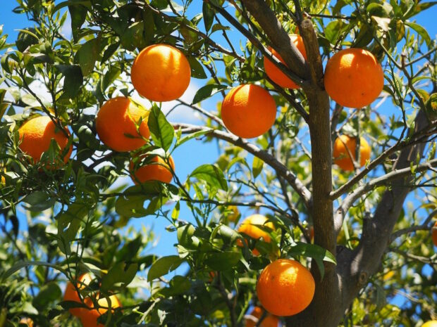 ripe oranges