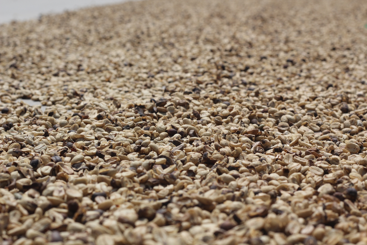 Coffee in Peru