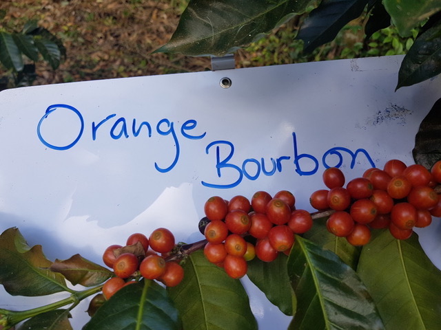 Costa Rica Exclusive Coffees auction 3