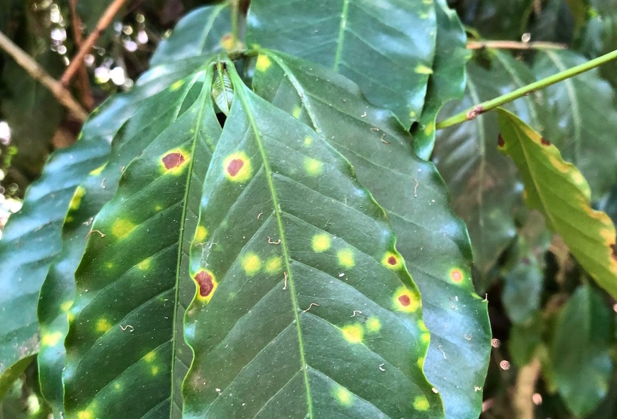 Coffee Leaf Rust Discovered on All Major Islands of HawaiiDaily Coffee ...