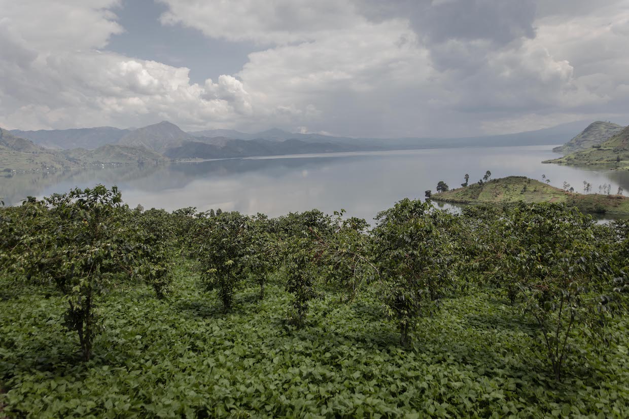 DRC Congo coffee Lake Kivu 1