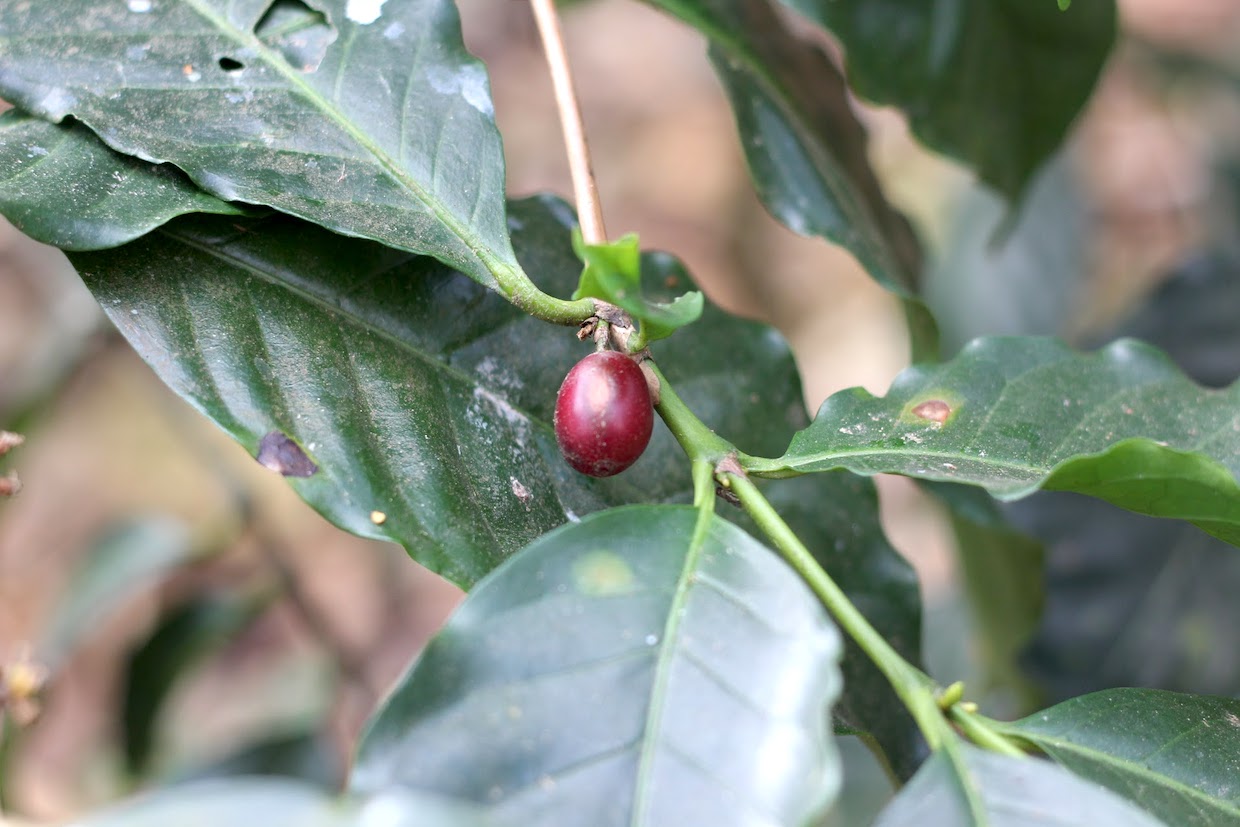 climate change and coffee quality