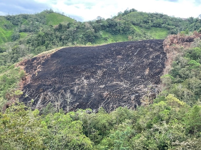 Issues of deforestation in coffee production in the