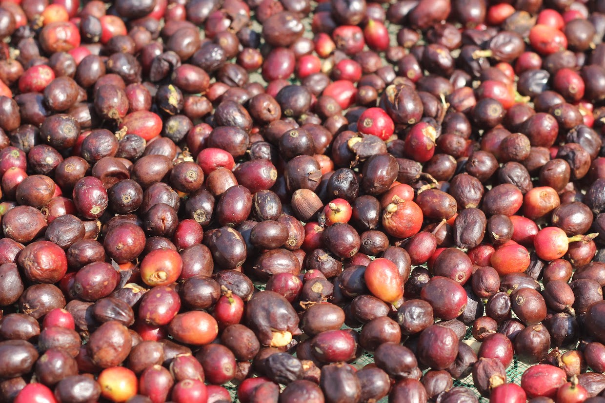‘Dutch Gum’ Maker Secures .3 Million for Coffee Pulp Product DevelopmentDaily Coffee News by Roast Magazine