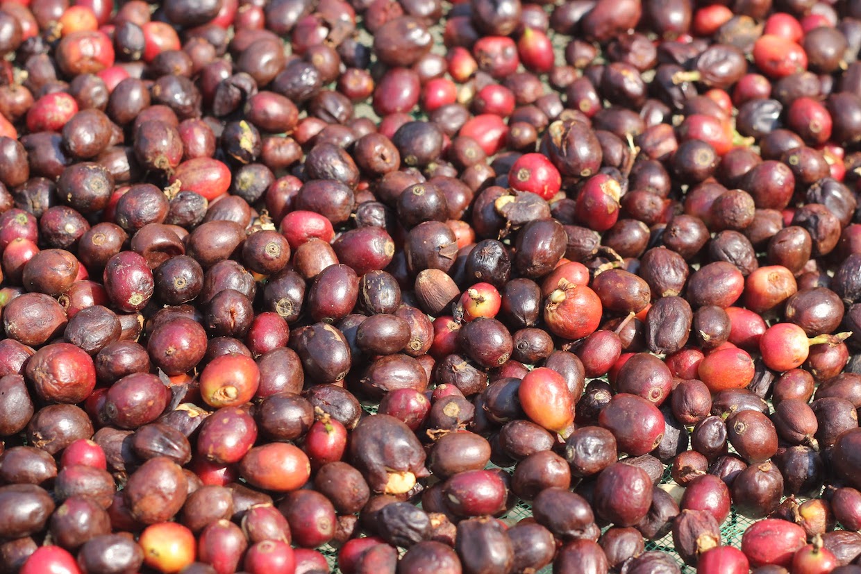 coffees drying