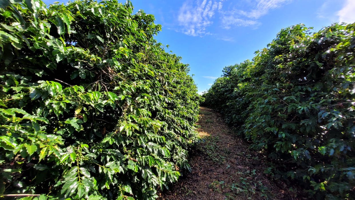 Brazil coffee trees
