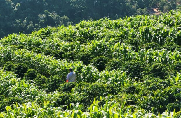 Fertilization in coffee fields