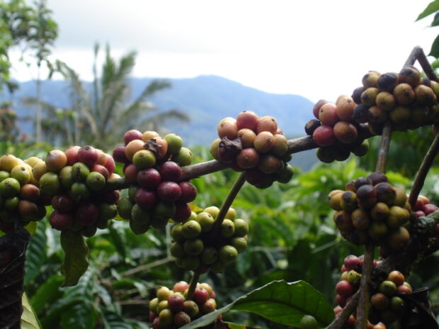 Indonesia coffee